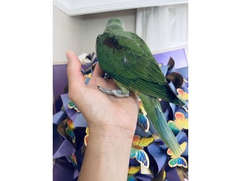 Sezonun son yavrusu bebek alexander papağanı