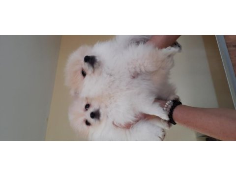 Irk garantili pomeranian