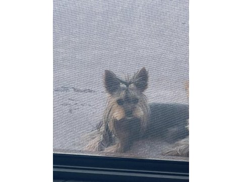 Safkan köpeğimiz sultan hanım