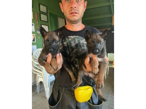 Safkan belçika malinois yavrular