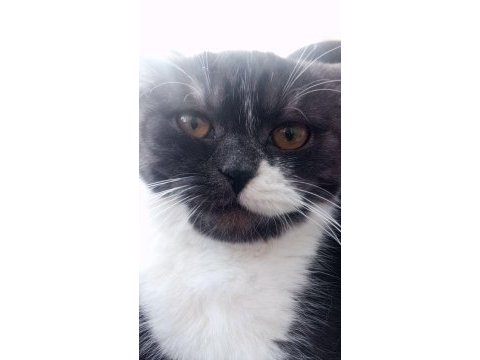 British shorthair 2 buçuk yasinda dişi kedi kısır değil