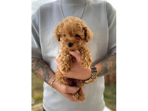 Pet tuvalet eğitimli kore poodle bebekler