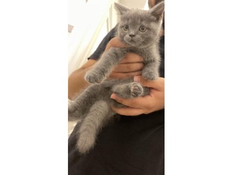 British shorthair 2,5 aylık erkek yavru kedi