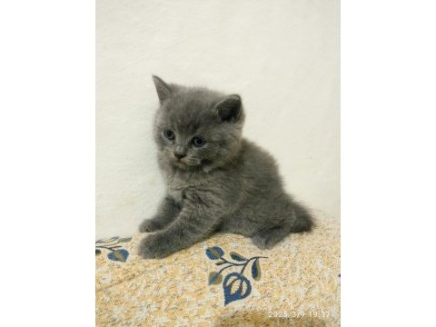 British shorthair renk renk yeni yavrular