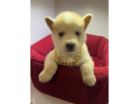 Orjinal husky köpekler