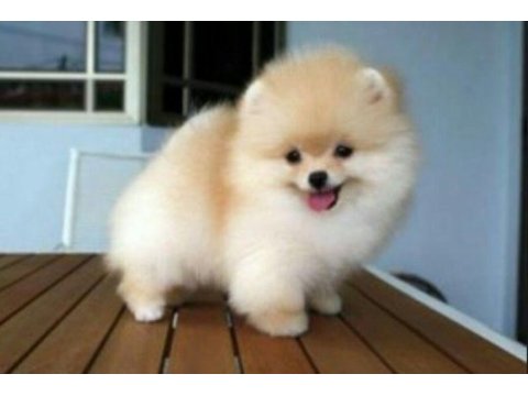 Pomeranian boo köpeği