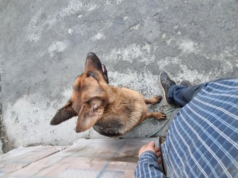 1 yaşında dişi alman kurdu chipli