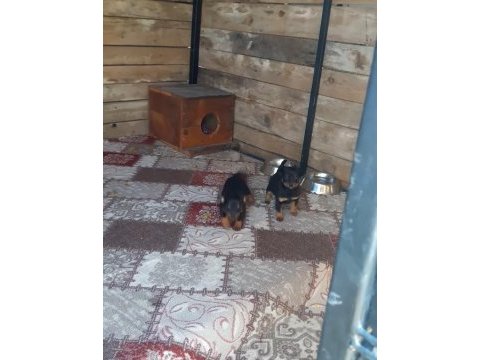 Minyatür pinscher anne baba kendi hayvanlarım