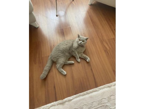 British shorthair yuvanızı benimle paylaşırmısınız