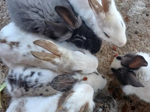 Çok sevimli bebek tavşanlarım