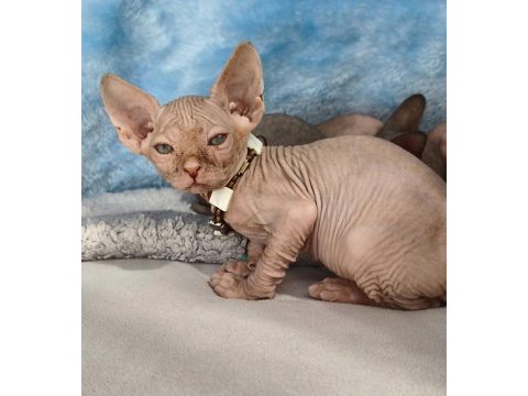 Naked beauty sphynx cattery kedisi