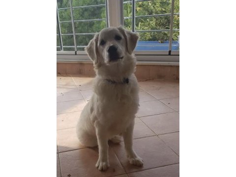 Ücretsiz sahiplendirme golden retriever