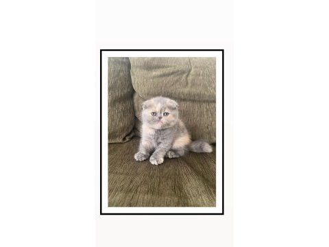 Bebek surat scottish fold kızımız için yuva