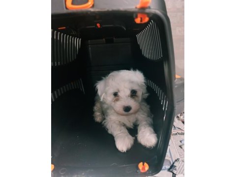 Sevimli bebek köpekler