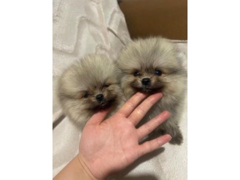 Sevimli pomeranian yavrular 