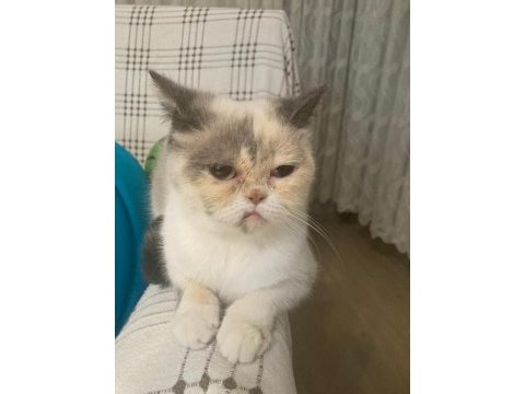 Egzotik basık surat kedimiz