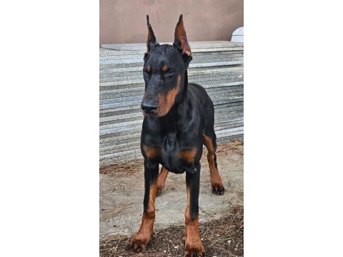 Doberman şecereli best anatomi
