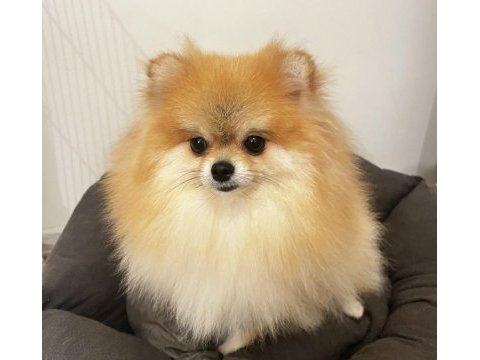 2 yaşında annelik tecrübeli pomeranian boo