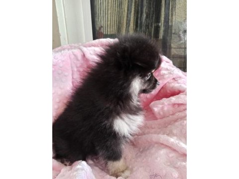 Son kalan teacup pomeranian boo bebeğim