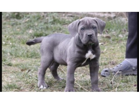 Cane corso