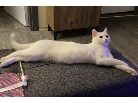 British shorthair x yerli tekir