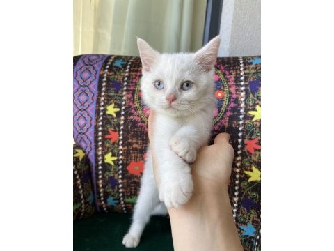 Pamuk gibi yavru kedimiz