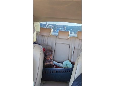 5.5 aylık eğitimli aşıları tam kızıl doberman