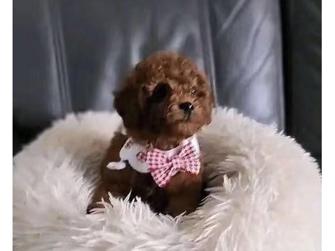 Toy poodle köpeği