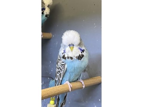 Show jumbo kuşlar takımlar isteyene yardımcı olurum