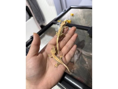 Evil crested geckolar