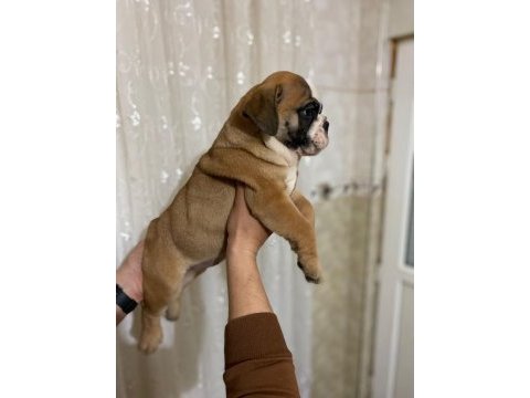 Egzotic kan hattına sahip ingiliz buldog bebekler