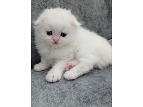 Son yavrularım british longhair