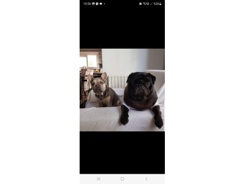 Orijinal pug mops