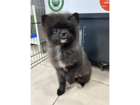 Ped eğitimli erkek oyuncu pomeranian