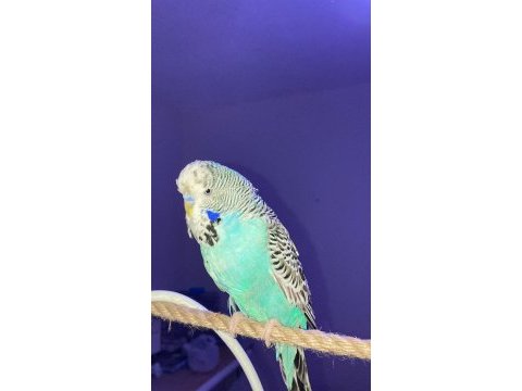 Sağlıklı muhabbet kuşları pendik