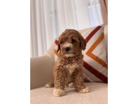 Orjinal maltipoo bebeklerim