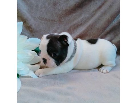 French bulldog yavruları