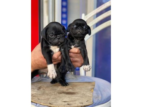 Pug mops siyah yavrular