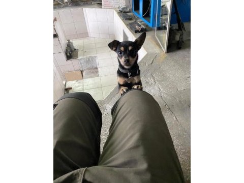 Chihuahua 7 aylık yavru dişi