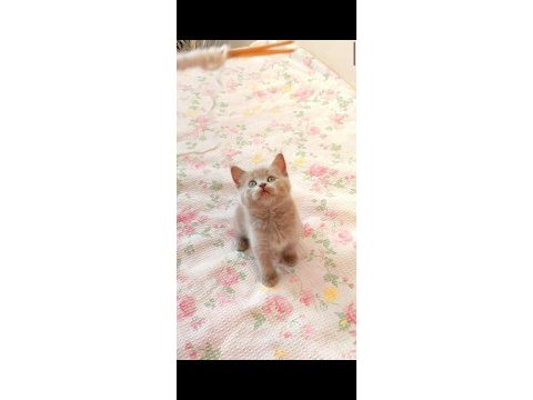 Gri lilac dişi erkek safkan yavru kediler
