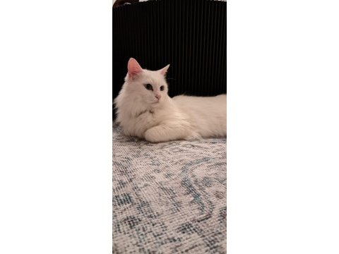 Mecburiyetten ankara kedisi / dişi / istanbul