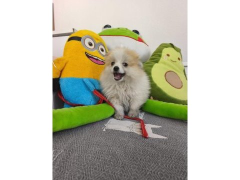 Pomeranian boo yavru