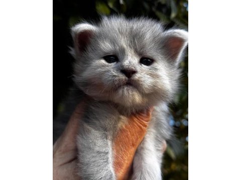 Onlar beklenen maine coon yavrular