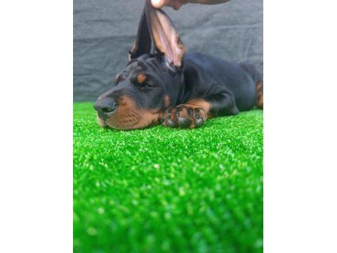 Anneden babadan üst düzey doberman