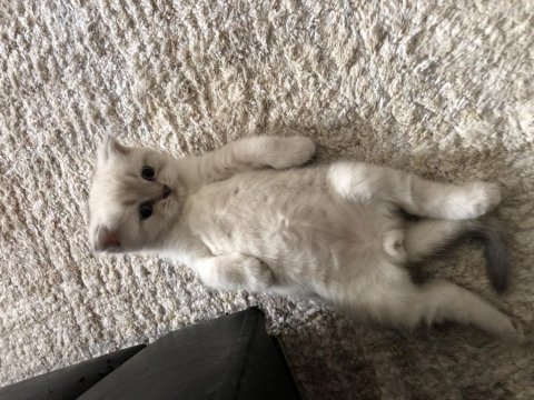2,5 aylık yavru scottish fold