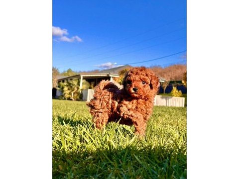 Hipoalerjanik toy poodle bebeklerim