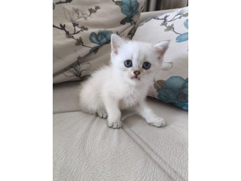 British shorthair yavrularımıza yuva arıyoruz
