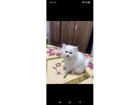 British longhair yavrular ırkının en kalitelisi
