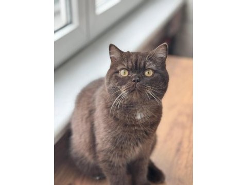 Chocolate british shorthair 7 aylık