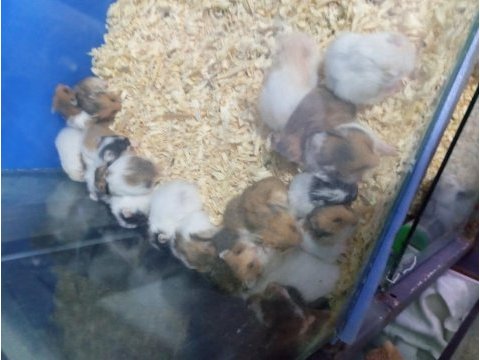Yavru hamster